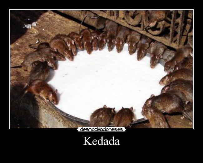Kedada - 