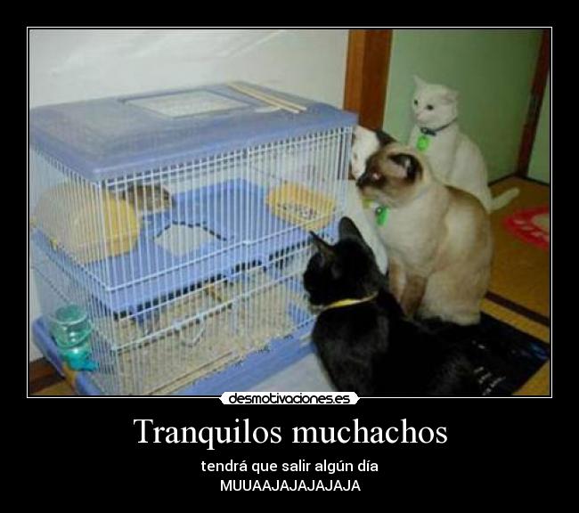 carteles tranquilos muchachos tendra que salir algun dia muajajaja desmotivaciones