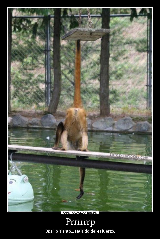 Prrrrrrp - Ups, lo siento... Ha sido del esfuerzo.