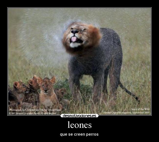 leones - que se creen perros 