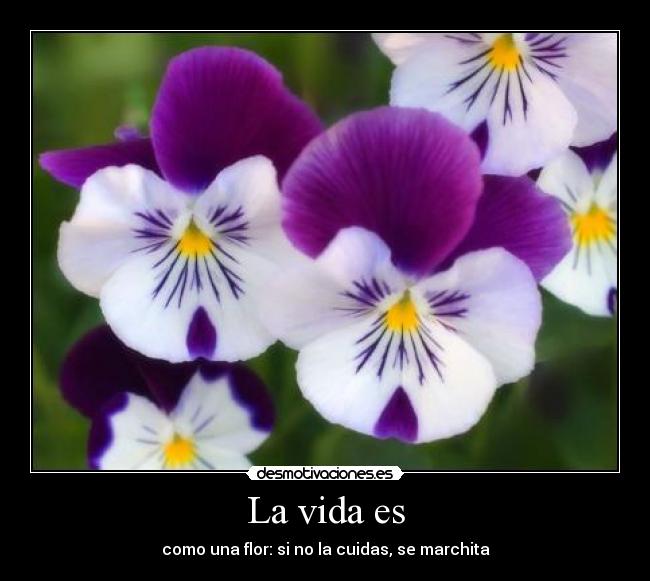 La vida es - como una flor: si no la cuidas, se marchita