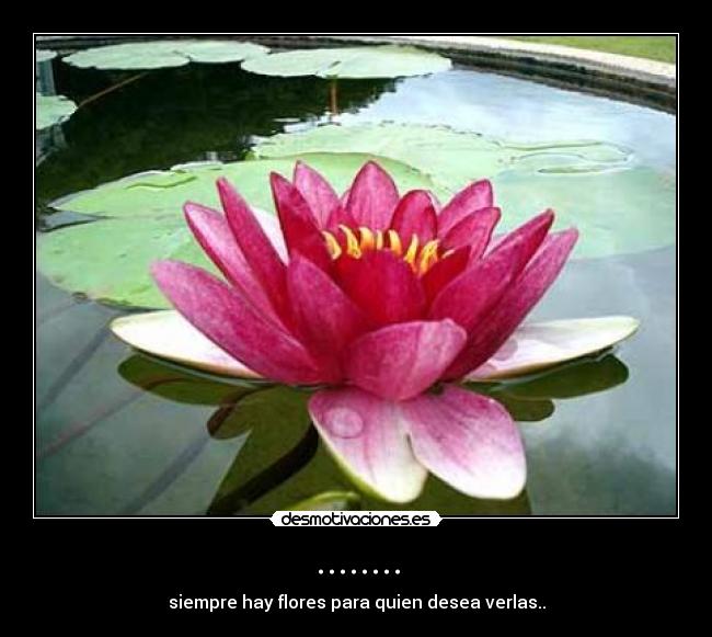 ........ - siempre hay flores para quien desea verlas..
