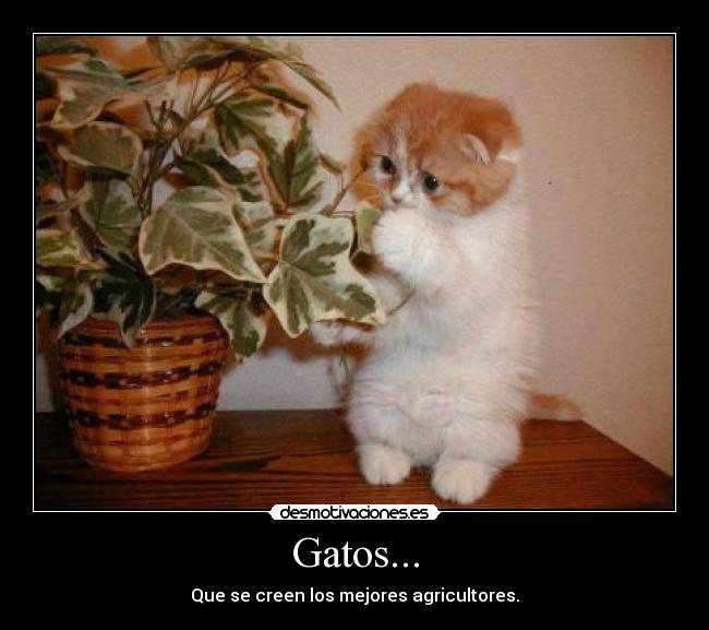Gatos... - 