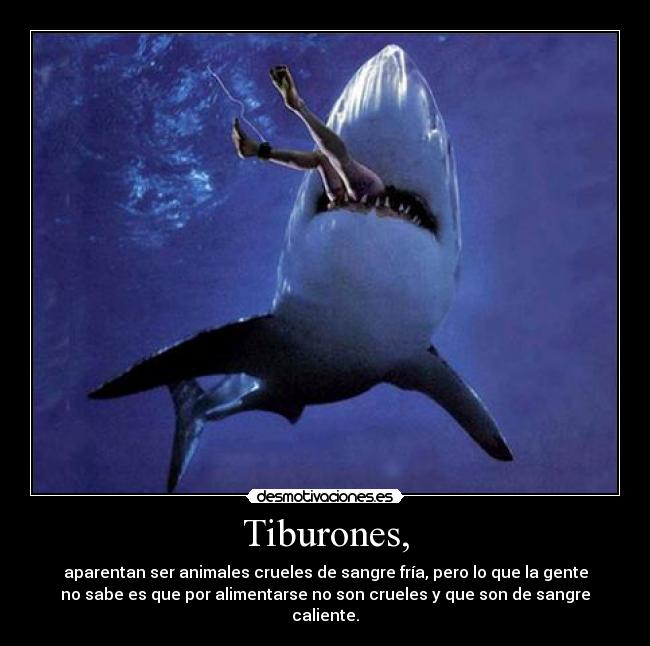 Tiburones, - aparentan ser animales crueles de sangre fría, pero lo que la gente
no sabe es que por alimentarse no son crueles y que son de sangre
caliente.