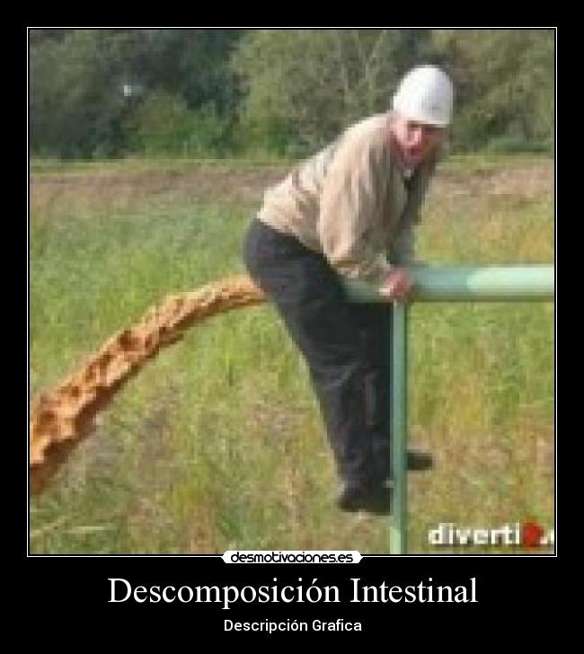 Descomposición Intestinal - 