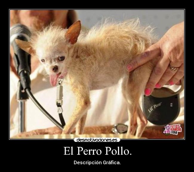 El Perro Pollo. - Descripción Gráfica.
