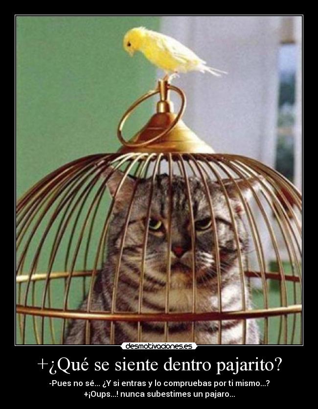 +¿Qué se siente dentro pajarito? - -Pues no sé... ¿Y si entras y lo compruebas por ti mismo...?
+¡Oups...! nunca subestimes un pajaro...