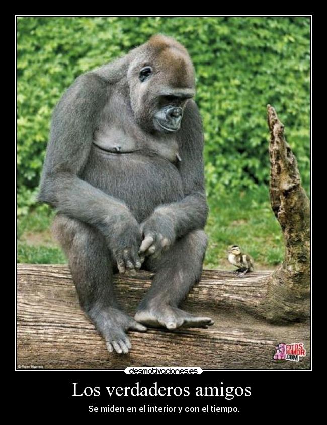Los verdaderos amigos  - 
