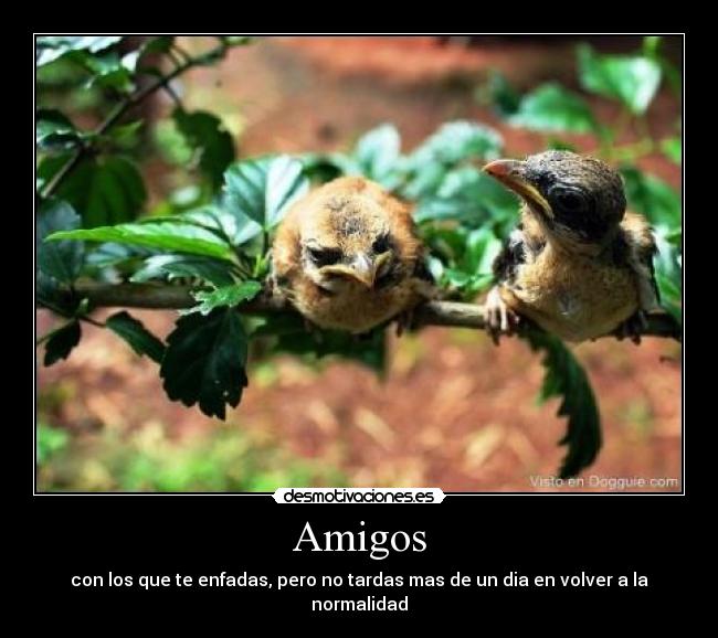 Amigos - con los que te enfadas, pero no tardas mas de un dia en volver a la normalidad