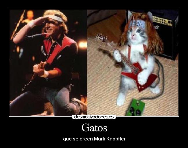 Gatos - que se creen Mark Knopfler