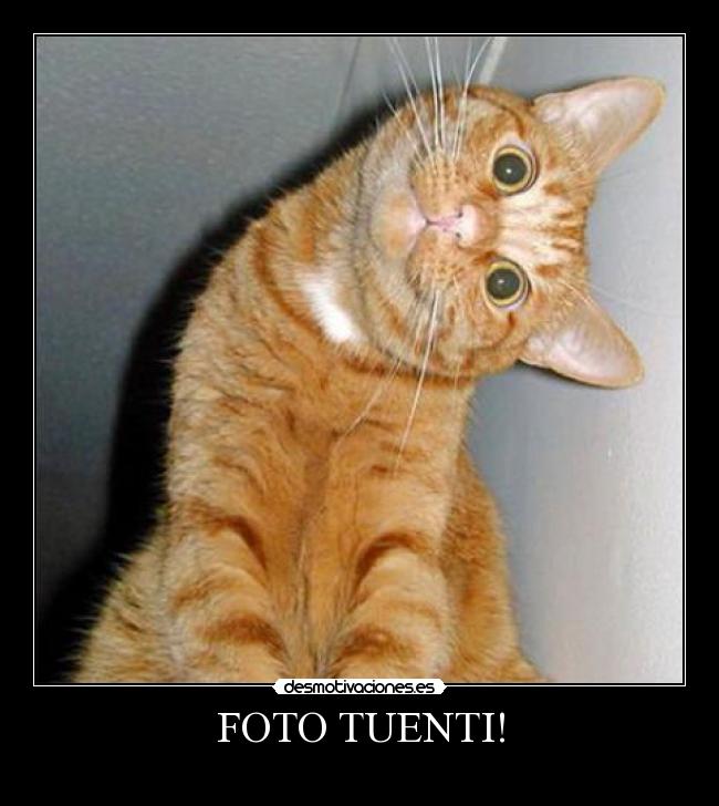 carteles tuenti foto tuenti descripcion grafica gatosperro fototuenti facebook twitter desmotivaciones