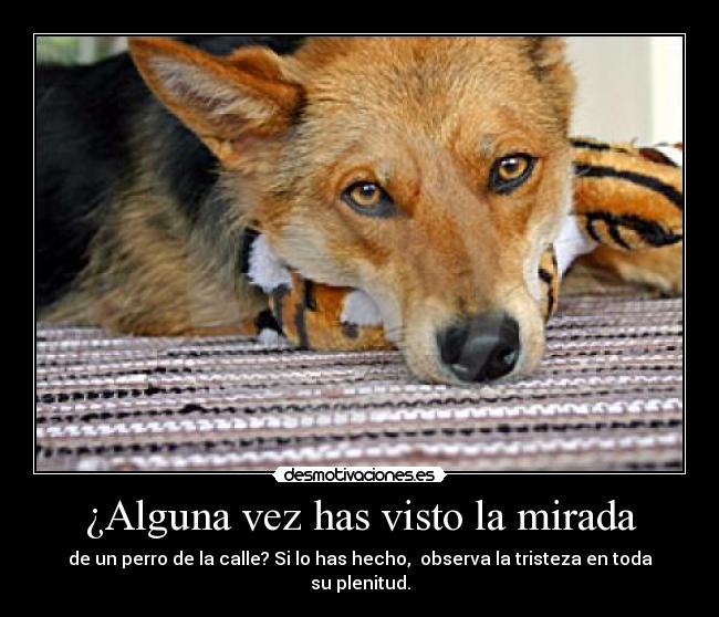¿Alguna vez has visto la mirada - de un perro de la calle? Si lo has hecho,  observa la tristeza en toda su plenitud.