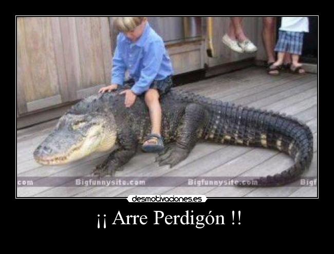 ¡¡ Arre Perdigón !! -