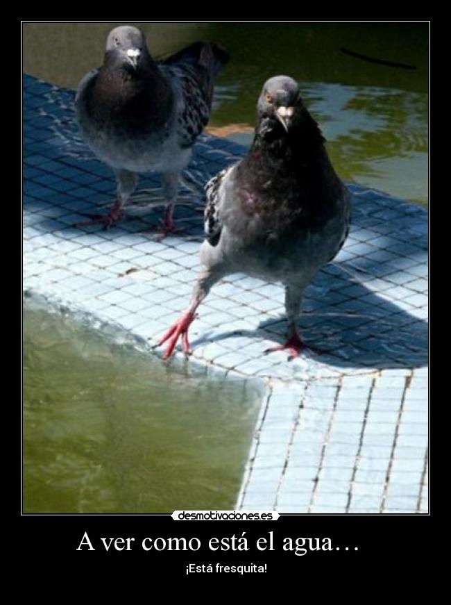 A ver como está el agua… - ¡Está fresquita!