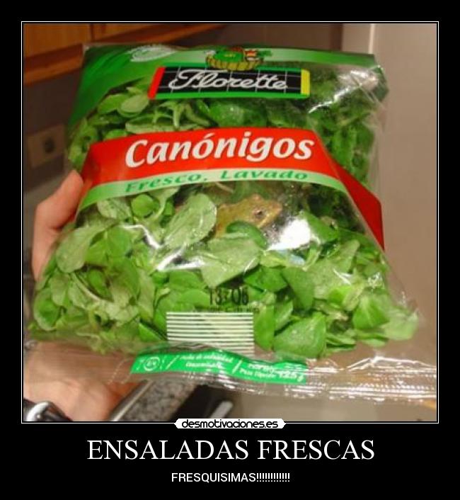 ENSALADAS FRESCAS - FRESQUISIMAS!!!!!!!!!!!!