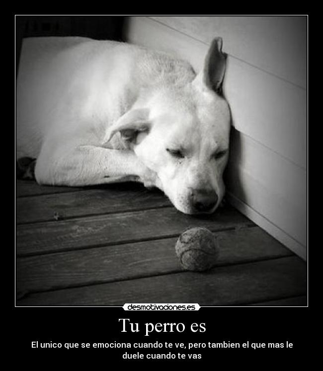 Tu perro es - El unico que se emociona cuando te ve, pero tambien el que mas le
duele cuando te vas