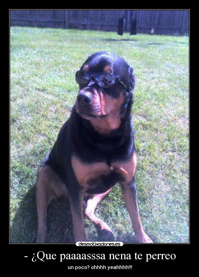 - ¿Que paaaasssa nena te perreo - un poco? ohhhh yeahhhh!!!