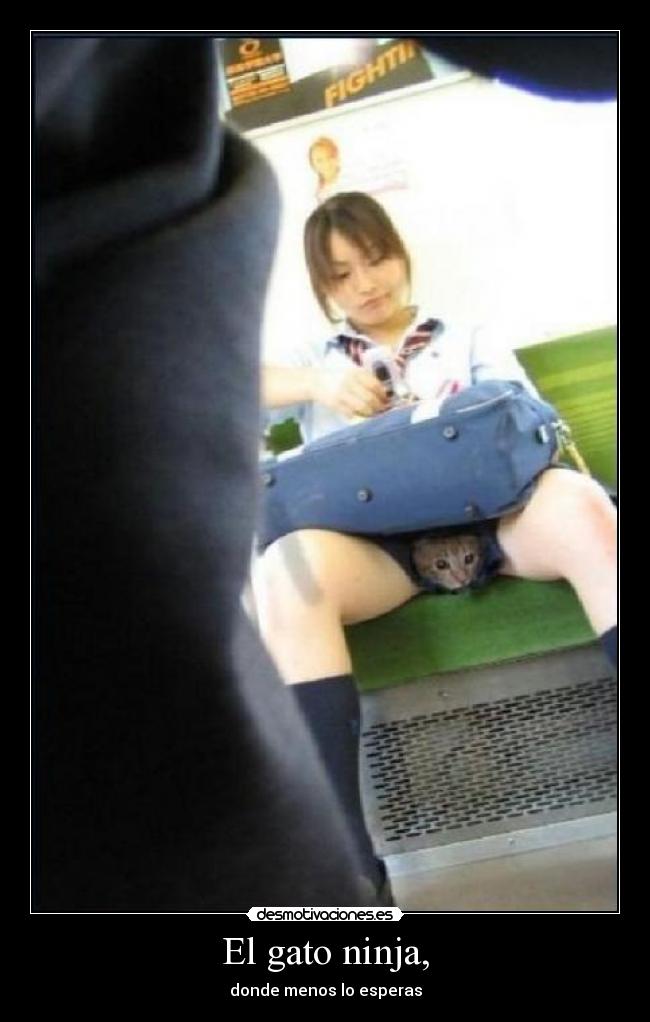El gato ninja, - donde menos lo esperas