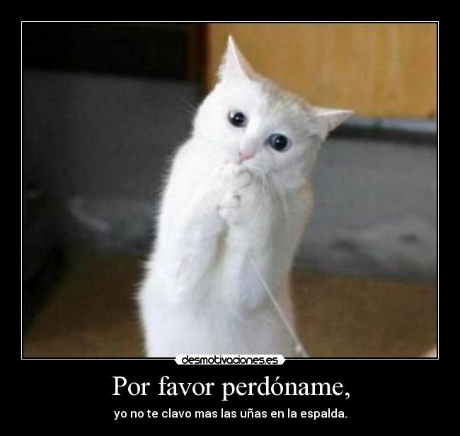 carteles gato desmotivaciones