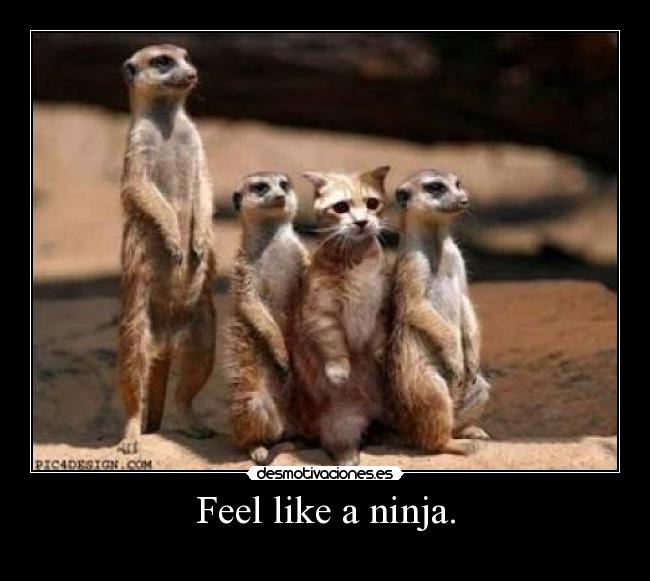 carteles ninja feel suricato jaja molo mazo mazomolo molomazo gatos walk_t desmotivaciones