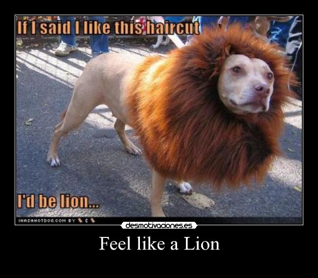 Feel like a Lion - 