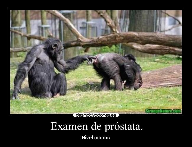 Examen de próstata. - Nivel:monos.