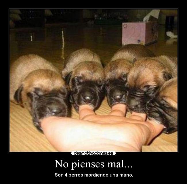 No pienses mal... - Son 4 perros mordiendo una mano.