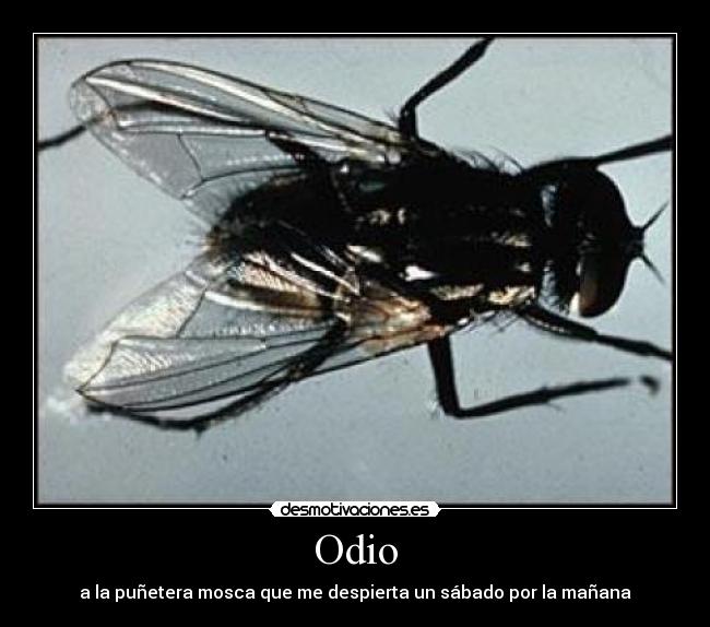 Odio - a la puñetera mosca que me despierta un sábado por la mañana