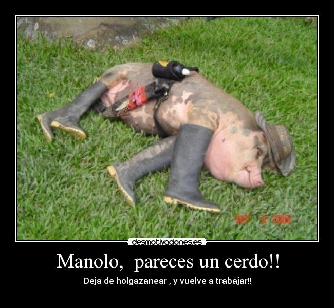 Manolo, pareces un cerdo!! -