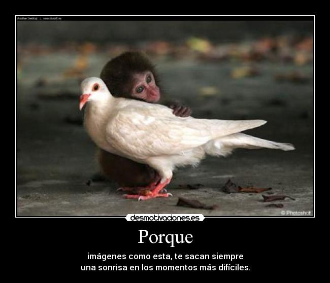 Porque - 