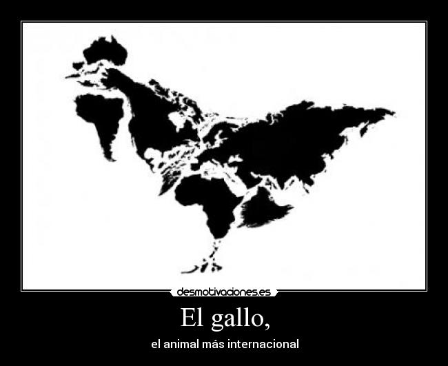 El gallo, - 