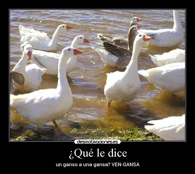 ¿Qué le dice - un ganso a una gansa? VEN-GANSA