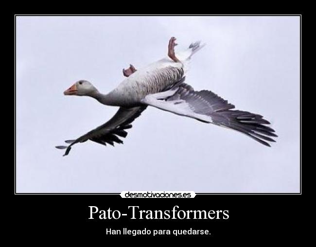 Pato-Transformers -