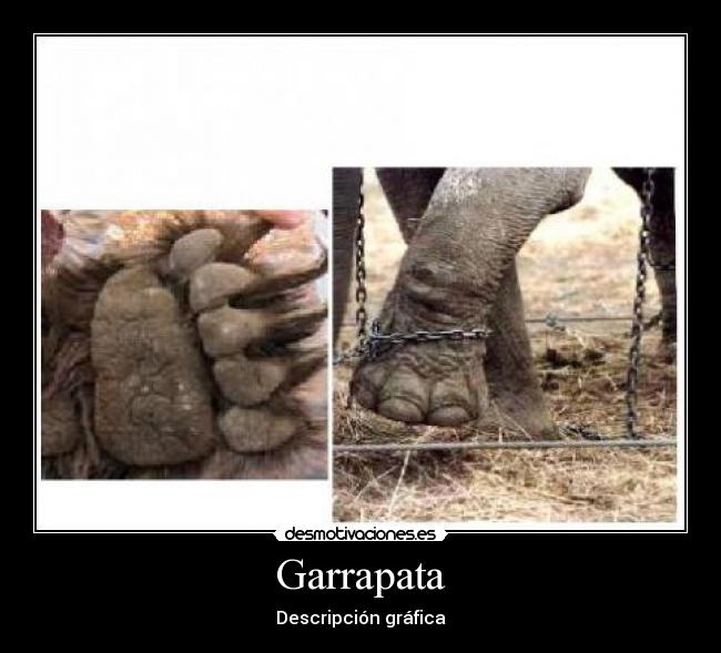 Garrapata - Descripción gráfica