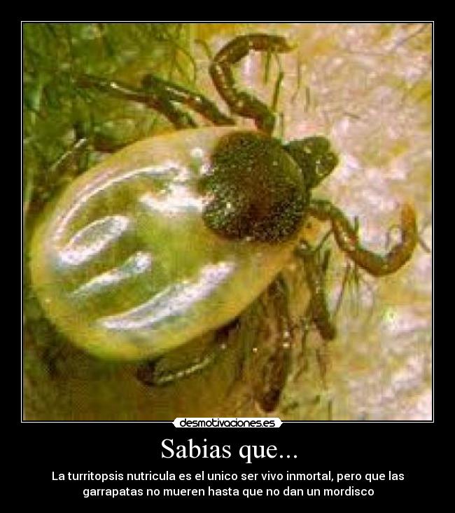 Sabias que... - La turritopsis nutricula es el unico ser vivo inmortal, pero que las
garrapatas no mueren hasta que no dan un mordisco