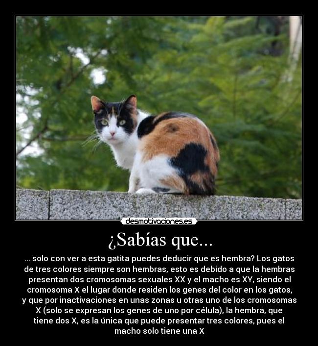 ¿Sabías que... - ... solo con ver a esta gatita puedes deducir que es hembra? Los gatos
de tres colores siempre son hembras, esto es debido a que la hembras
presentan dos cromosomas sexuales XX y el macho es XY, siendo el
cromosoma X el lugar donde residen los genes del color en los gatos,
y que por inactivaciones en unas zonas u otras uno de los cromosomas
X (solo se expresan los genes de uno por célula), la hembra, que
tiene dos X, es la única que puede presentar tres colores, pues el
macho solo tiene una X