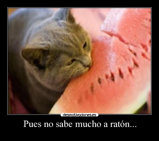 Pues no sabe mucho a ratón... -