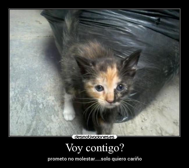 Voy contigo? - prometo no molestar.....solo quiero cariño