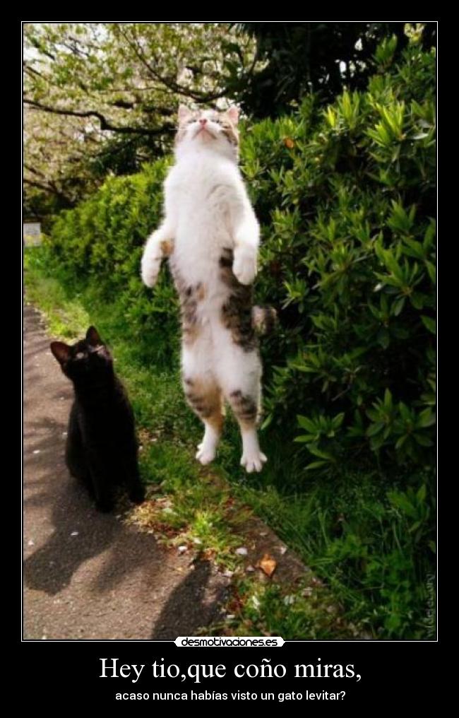 Hey tio,que coño miras, - acaso nunca habías visto un gato levitar?