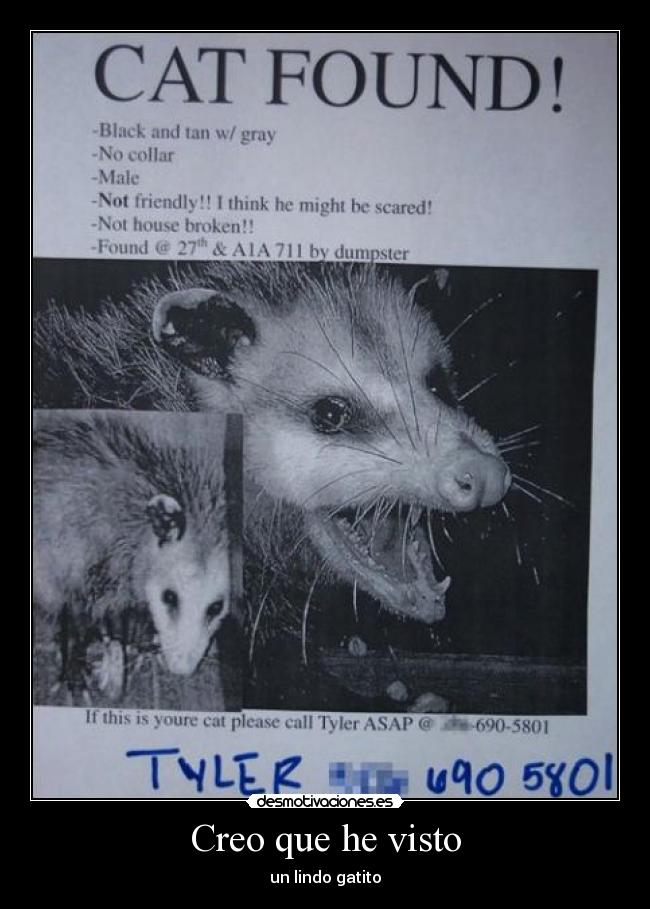 Creo que he visto - un lindo gatito