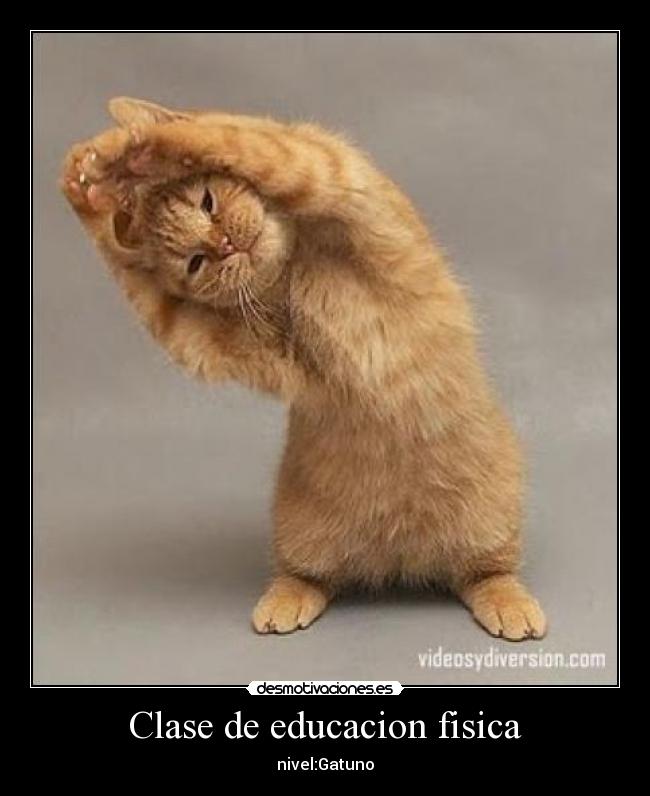 Clase de educacion fisica - nivel:Gatuno
