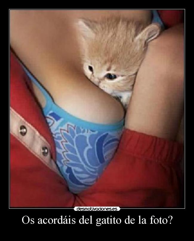 Os acordáis del gatito de la foto? - 