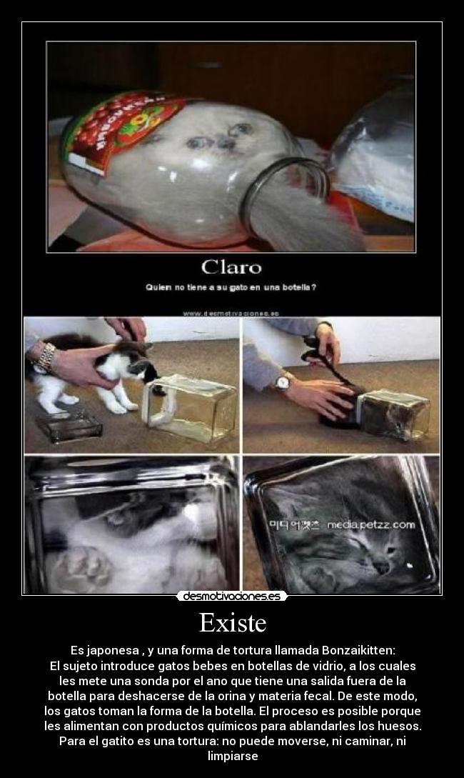 carteles gatos desmotivaciones