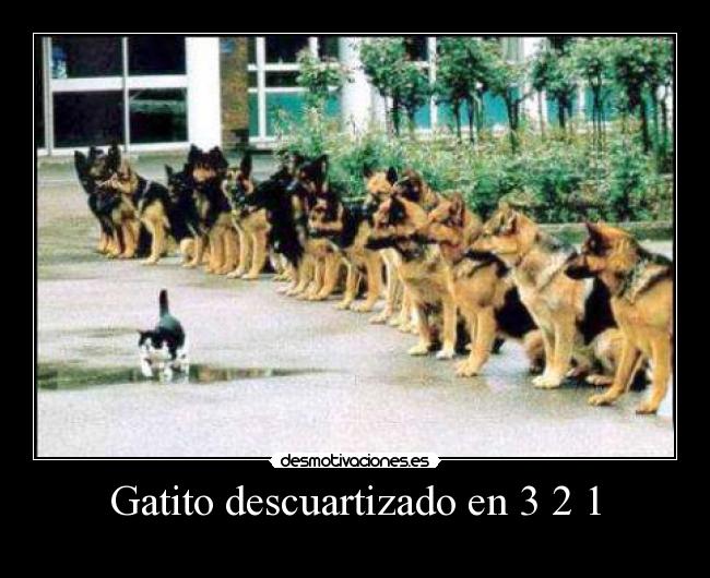Gatito descuartizado en 3 2 1 -