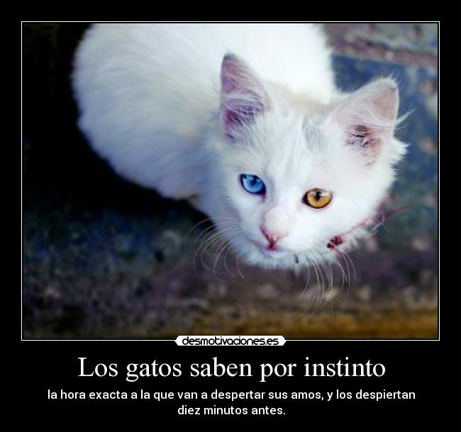 Los gatos saben por instinto -