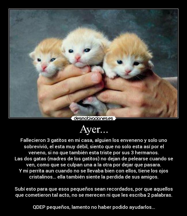 Ayer... - Fallecieron 3 gatitos en mi casa, alguien los enveneno y solo uno
sobrevivió, el esta muy débil, siento que no solo esta así por el
veneno, si no que también esta triste por sus 3 hermanos.
Las dos gatas (madres de los gatitos) no dejan de pelearse cuando se
ven, como que se culpan una a la otra por dejar que pasara.
Y mi perrita aun cuando no se llevaba bien con ellos, tiene los ojos
cristalinos... ella también siente la perdida de sus amigos.
Subí esto para que esos pequeños sean recordados, por que aquellos
que cometieron tal acto, no se merecen ni que les escriba 2 palabras.
QDEP pequeños, lamento no haber podido ayudarlos...