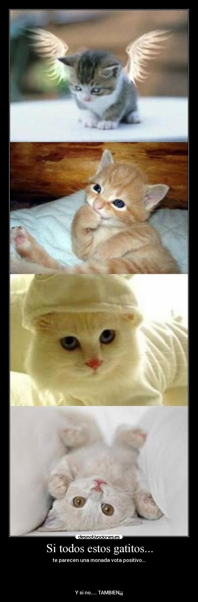 Si todos estos gatitos... -