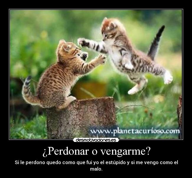 ¿Perdonar o vengarme? - Si le perdono quedo como que fui yo el estúpido y si me vengo como el malo.