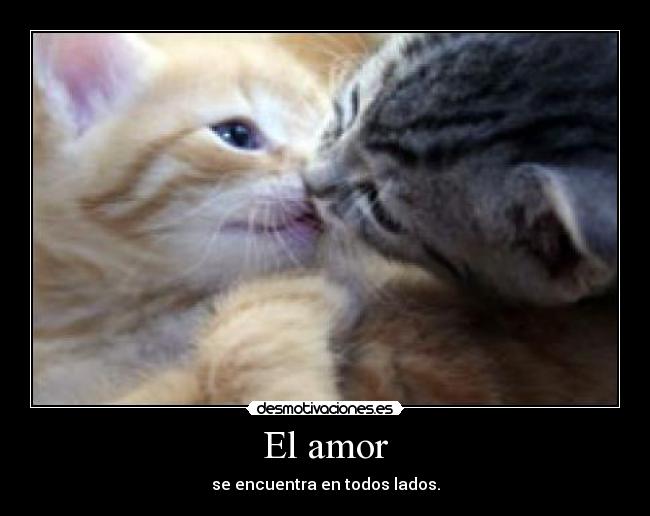 El amor - 