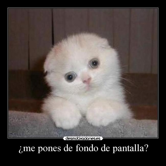 ¿me pones de fondo de pantalla? - 